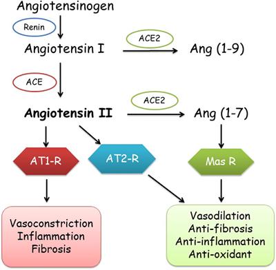 Moderate Intensity Aerobic Exercise Potential Favorable Effect Against COVID-19: The Role of Renin-Angiotensin System and Immunomodulatory Effects